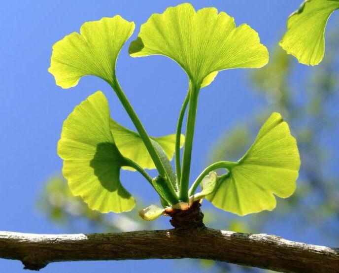 ginkgo biloba per l'ingrandimento del pene