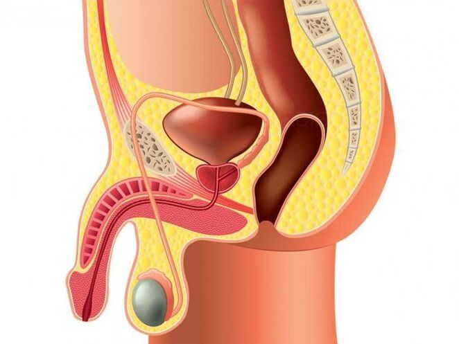 struttura dell'organo genitale